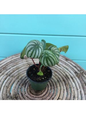 Peperomia Watermelon
