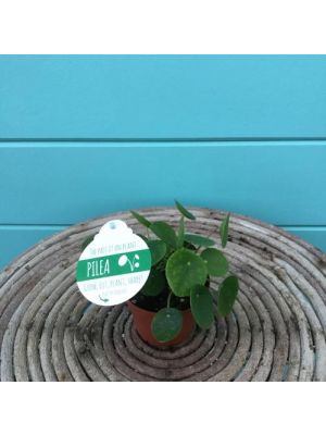 Pilea Peperomioides 4