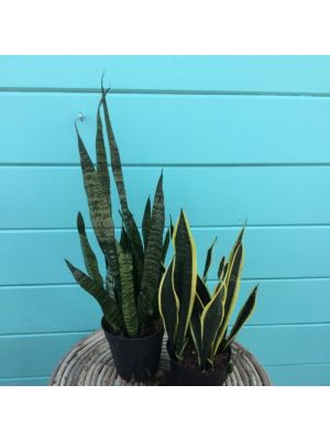 Sansevieria Assotred 6
