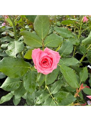 Rose Floribunda Gene Boerner