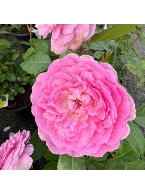 Rose Floribunda Orchid Romance