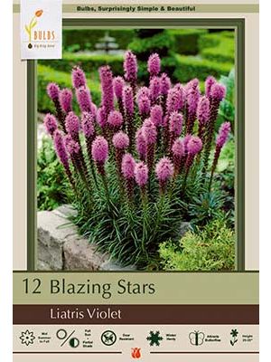Liatris Spicata Violet 12pk