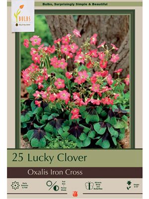Oxalis Iron Cross 25pk
