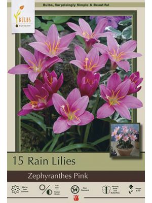 Zephyranthes Pink 15pk