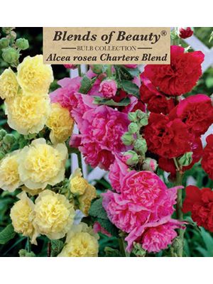 Alcea Charters Blend 8pk