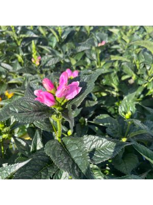 Turtlehead Tiny Tortuga