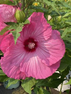 Hibiscus Hardy Airbrush Effect