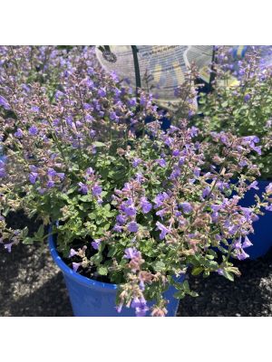 Nepeta Kitten Around