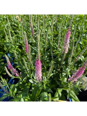 Veronica Perfectly Picasso