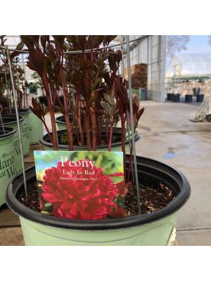 Peony Lady in Red 3 Gallon