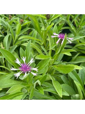 Bachelor's Button Amthyst Snow