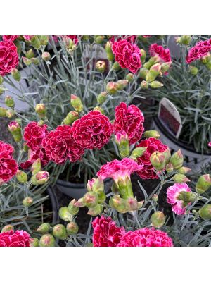 Dianthus Fruit Punch Cherry Vanilla