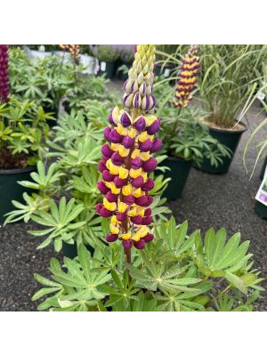 Lupine Westcountry Manhattan Lights