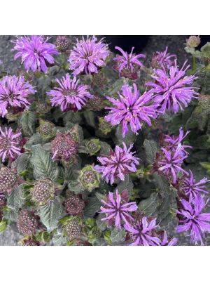 Bee Balm Sugar Buzz Blue Moon