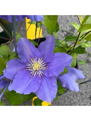 Clematis Zara