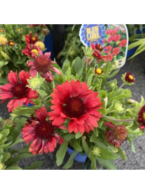 Blanket Flower Mesa Red