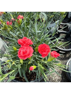 Dianthus Fruit Punch Classic Coral