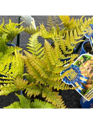 Fern Autumn Brilliance