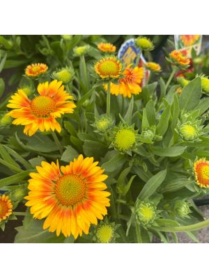 Blanket Flower Arizona Apricot