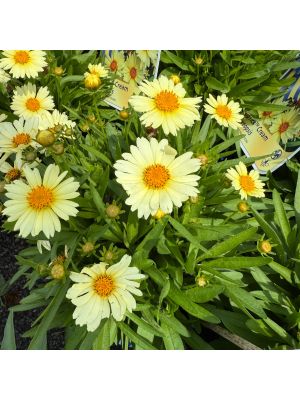 Coreopsis UpTick Cream