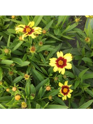 Coreopsis UpTick Yellow & Red 1 Gallon