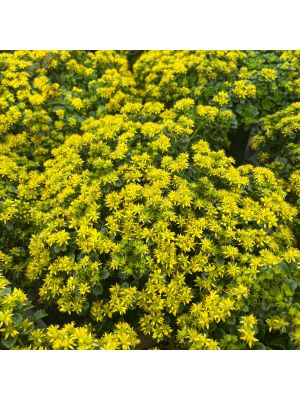 Sedum Little Miss Sunshine