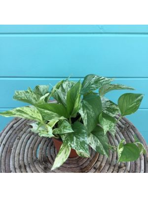 Pothos Marble Queen 6