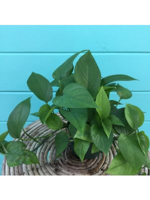 Pothos Jade 6