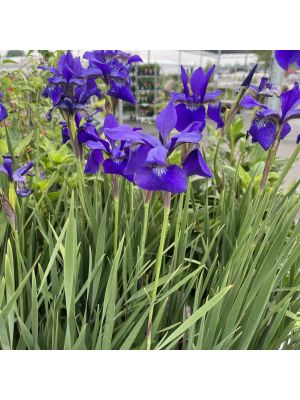 Iris Caesar's Brother