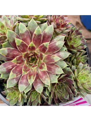 Hens and Chicks Ruby Heart