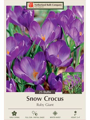 Crocus Ruby Giant 25PK