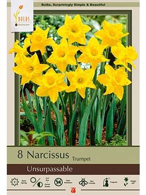 Narcissus Unsurpassable 7PK