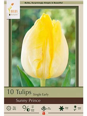 Tulip Sunny Prince 7 PK