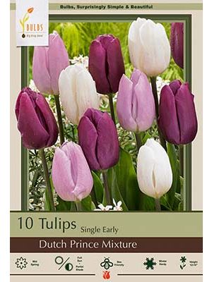 Tulip Dutch Prince Mix 7PK