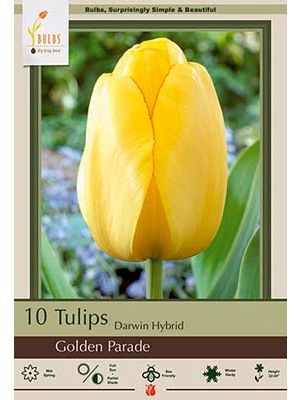 Tulip Golden Parade 7PK