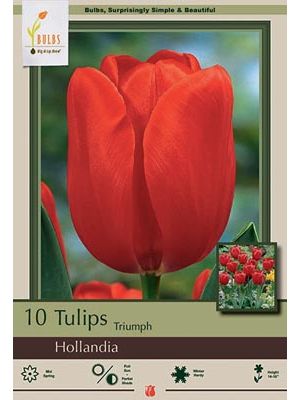 Tulip Hollandia 7PK