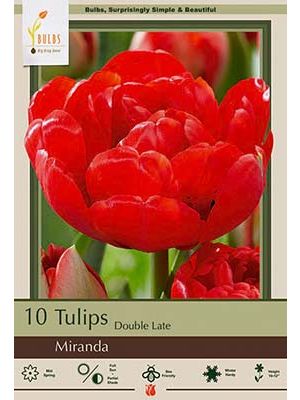 Tulip Miranda 7 PK