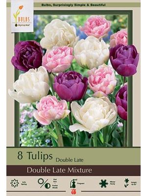 Tulip Double Dutch Late Mix 7PK