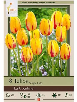 Tulip La Courtine 7PK