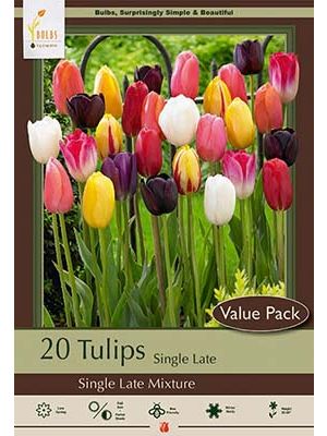 Tulip Single Late 16PK