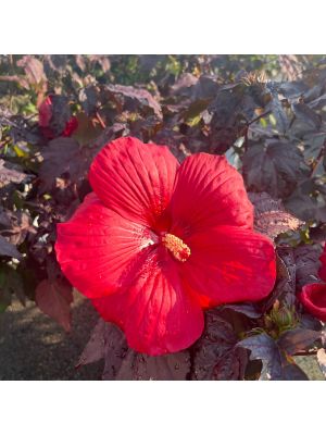 Hibiscus Hardy Summerific Holy Grail