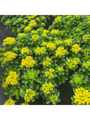 Sedum Little Miss Sunshine