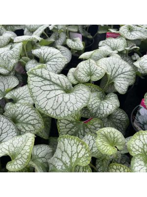 Brunnera Jack Frost