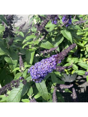 Butterfly Bush Pugster Blue