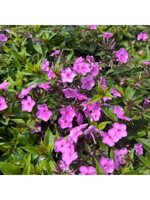 Phlox Cloudburst