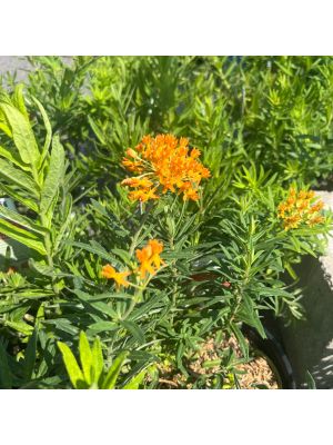 Butterfly Weed