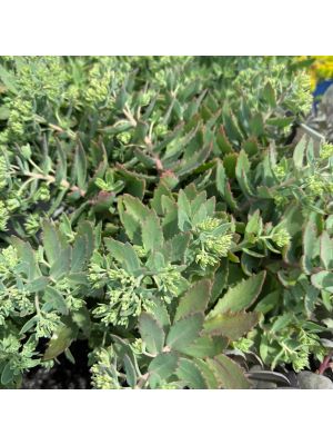 Sedum Rock 'N Round Pure Joy