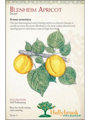 Apricot Blenheim Dwarf
