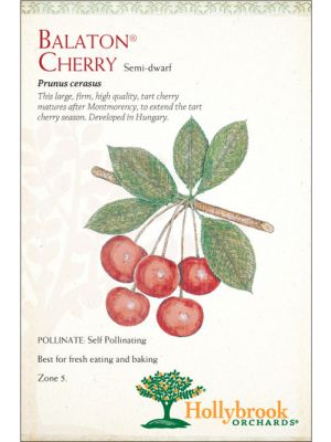 Cherry Balaton Semidwarf