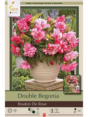 Begonia Double Bouton De Rose 2PK